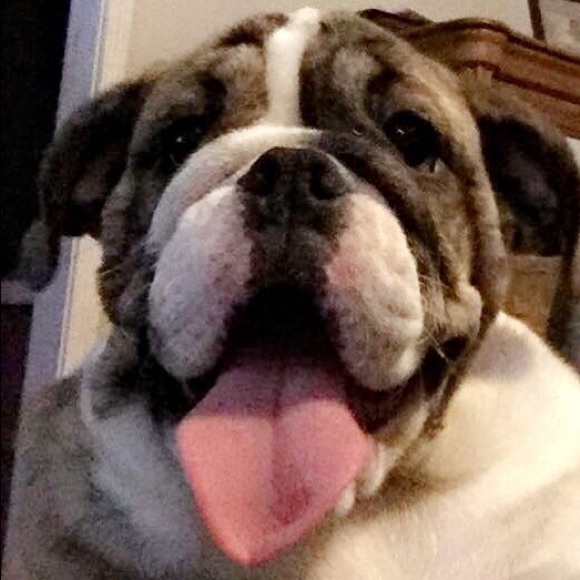 Meet your Poshers dog Pancake - Picture 3 of 6